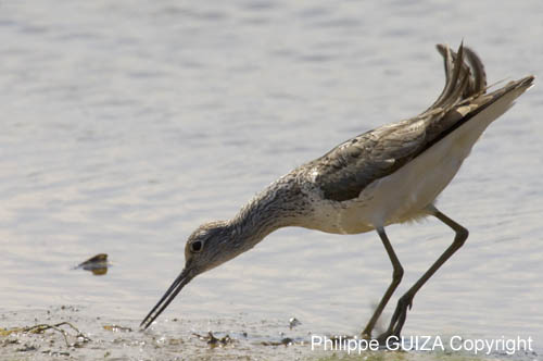 Chevalier_aboyeur_LeTeich_Parc_Ornithologique_avril2006_MR62663