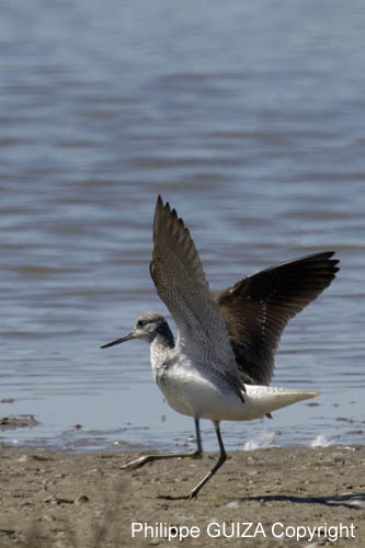 Chevalier_aboyeur_LeTeich_Parc_Ornithologique_mai2006_MI67978