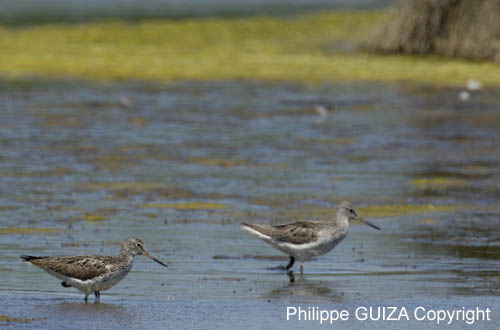 Chevalier_aboyeur_LeTeich_Parc_Ornithologique_mai2006_MI68057