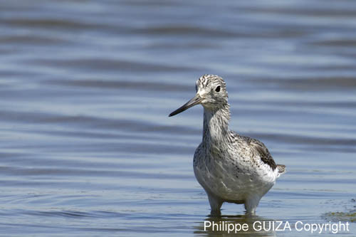 Chevalier_aboyeur_LeTeich_Parc_Ornithologique_mai2006_MI68077