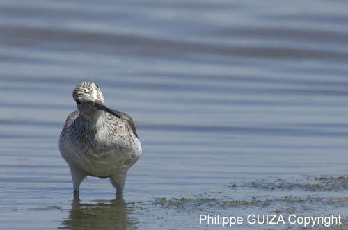 Chevalier_aboyeur_LeTeich_Parc_Ornithologique_mai2006_MI68081