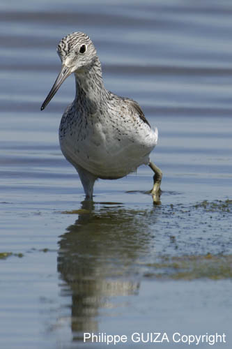 Chevalier_aboyeur_LeTeich_Parc_Ornithologique_mai2006_MI68083