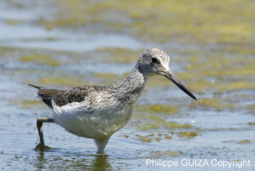 Chevalier_aboyeur_LeTeich_Parc_Ornithologique_mai2006_MI68091