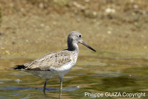 Chevalier_aboyeur_LeTeich_Parc_Ornithologique_mai2006_MI68104