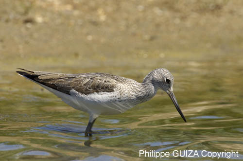 Chevalier_aboyeur_LeTeich_Parc_Ornithologique_mai2006_MI68105