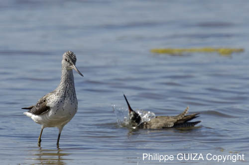 Chevalier_aboyeur_LeTeich_Parc_Ornithologique_mai2006_MI68448