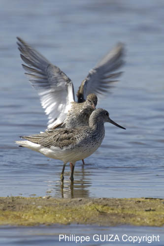 Chevalier_aboyeur_LeTeich_Parc_Ornithologique_mai2006_MI68452