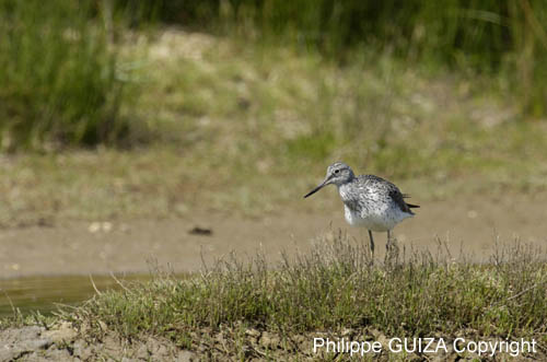 Chevalier_aboyeur_LeTeich_Parc_Ornithologique_mai2006_MI68455