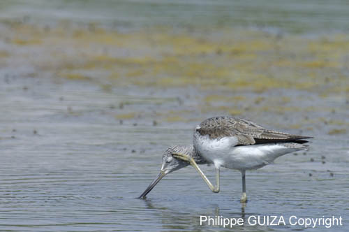Chevalier_aboyeur_LeTeich_Parc_Ornithologique_mai2006_MI69029