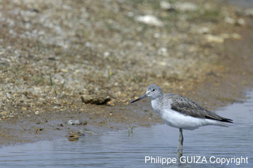 Chevalier_aboyeur_LeTeich_Parc_Ornithologique_mai2006_MI69035