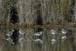 Chevalier_aboyeur_LeTeich_Parc_Ornithologique_Septembre2006_JN60648