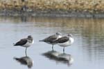 Chevalier_aboyeur_LeTeich_Parc_Ornithologique_Septembre2006_JN62745