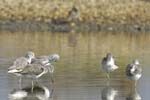 Chevalier_aboyeur_LeTeich_Parc_Ornithologique_Septembre2006_JN62854