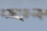 Chevalier_aboyeur_LeTeich_Parc_Ornithologique_Septembre2006_JN62861