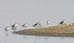 Chevalier_aboyeur_LeTeich_Parc_Ornithologique_Septembre2006_JN62997