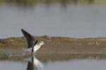 Chevalier_aboyeur_LeTeich_Parc_Ornithologique_Septembre2006_JN63601