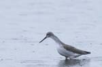 Chevalier_aboyeur_LeTeich_Parc_Ornithologique_Septembre2006_JN64699