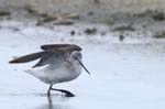 Chevalier_aboyeur_LeTeich_Parc_Ornithologique_Septembre2006_JN65265