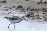 Chevalier_aboyeur_LeTeich_Parc_Ornithologique_Septembre2006_JN65267