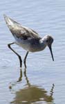 Chevalier_aboyeur_LeTeich_Parc_Ornithologique_avril2006_MR62649
