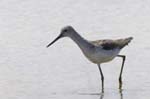 Chevalier_aboyeur_LeTeich_Parc_Ornithologique_avril2006_MR62650