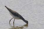 Chevalier_aboyeur_LeTeich_Parc_Ornithologique_avril2006_MR62651