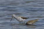 Chevalier_aboyeur_LeTeich_Parc_Ornithologique_avril2006_MR62652