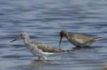 Chevalier_aboyeur_LeTeich_Parc_Ornithologique_avril2006_MR62653
