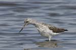 Chevalier_aboyeur_LeTeich_Parc_Ornithologique_avril2006_MR62654