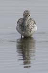 Chevalier_aboyeur_LeTeich_Parc_Ornithologique_avril2006_MR62655