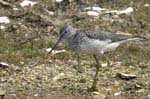 Chevalier_aboyeur_LeTeich_Parc_Ornithologique_avril2006_MR62657