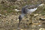Chevalier_aboyeur_LeTeich_Parc_Ornithologique_avril2006_MR62658