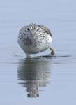 Chevalier_aboyeur_LeTeich_Parc_Ornithologique_avril2006_MR62659