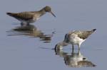 Chevalier_aboyeur_LeTeich_Parc_Ornithologique_avril2006_MR62660
