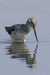 Chevalier_aboyeur_LeTeich_Parc_Ornithologique_avril2006_MR62661