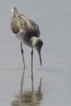 Chevalier_aboyeur_LeTeich_Parc_Ornithologique_avril2006_MR62662