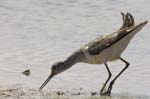 Chevalier_aboyeur_LeTeich_Parc_Ornithologique_avril2006_MR62663