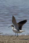 Chevalier_aboyeur_LeTeich_Parc_Ornithologique_mai2006_MI67978