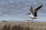 Chevalier_aboyeur_LeTeich_Parc_Ornithologique_mai2006_MI67979