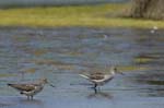 Chevalier_aboyeur_LeTeich_Parc_Ornithologique_mai2006_MI68057