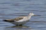 Chevalier_aboyeur_LeTeich_Parc_Ornithologique_mai2006_MI68066