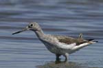 Chevalier_aboyeur_LeTeich_Parc_Ornithologique_mai2006_MI68074