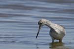 Chevalier_aboyeur_LeTeich_Parc_Ornithologique_mai2006_MI68079