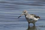 Chevalier_aboyeur_LeTeich_Parc_Ornithologique_mai2006_MI68080