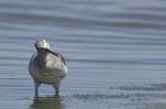 Chevalier_aboyeur_LeTeich_Parc_Ornithologique_mai2006_MI68081