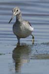 Chevalier_aboyeur_LeTeich_Parc_Ornithologique_mai2006_MI68083