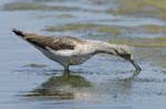 Chevalier_aboyeur_LeTeich_Parc_Ornithologique_mai2006_MI68088