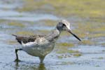 Chevalier_aboyeur_LeTeich_Parc_Ornithologique_mai2006_MI68091