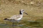 Chevalier_aboyeur_LeTeich_Parc_Ornithologique_mai2006_MI68104