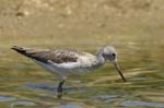 Chevalier_aboyeur_LeTeich_Parc_Ornithologique_mai2006_MI68105